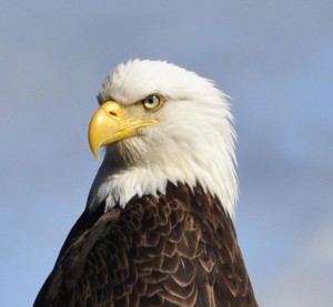 eagle