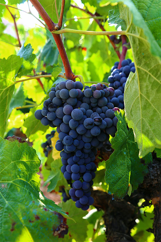 Grapes