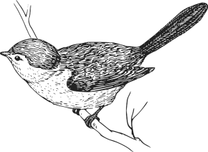 Oriole