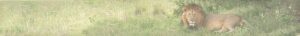 Togo Header