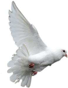 dove