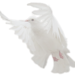 dove