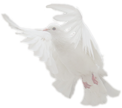 dove